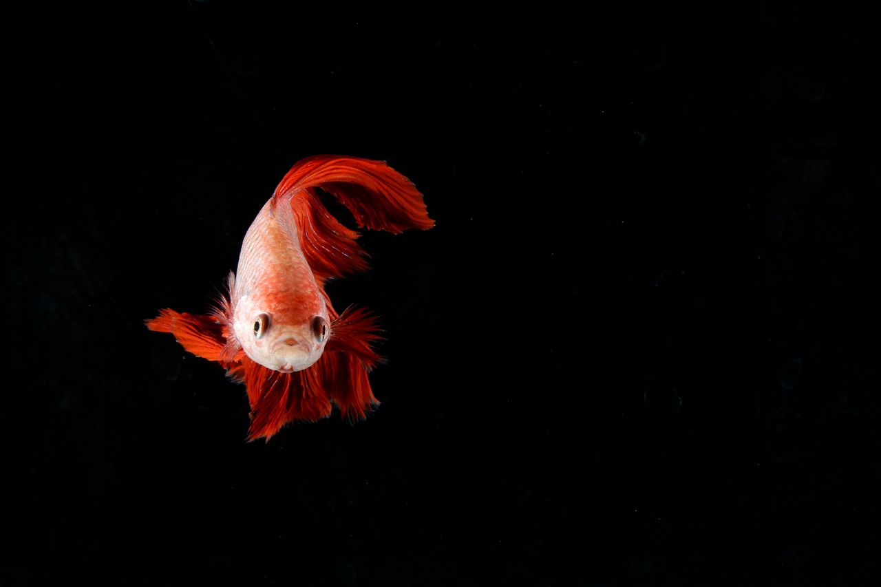 a close up of a fish with a black background, by Robert Brackman, shutterstock contest winner, art photography, looking out at a red ocean, just a cute little thing, floating in empty space, cocky