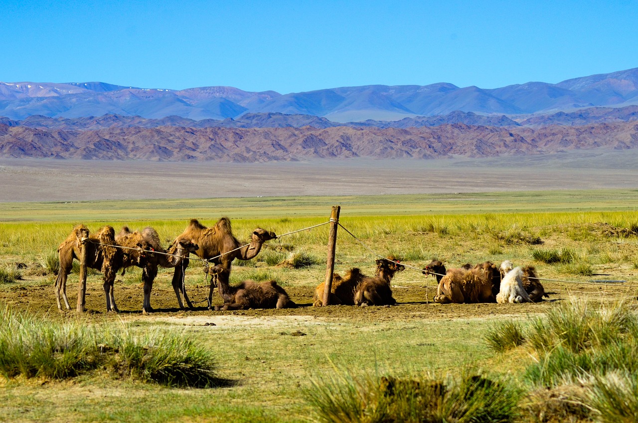 a herd of camel standing on top of a grass covered field, by Richard Carline, shutterstock, deserts and mountains, beijing, near lake baikal, runway