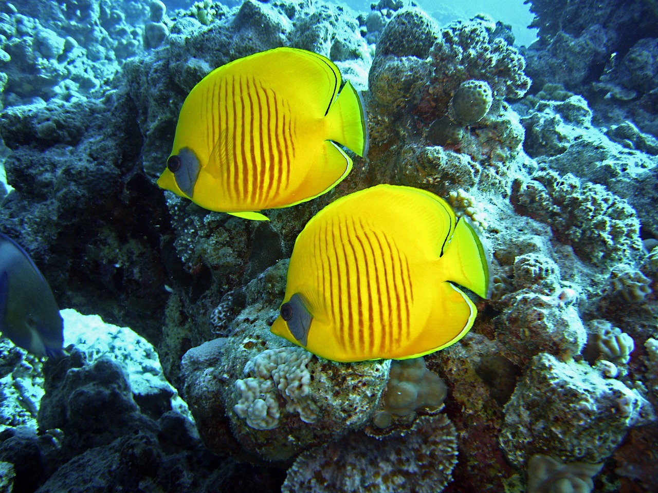 two yellow and black fish on a coral reef, a photo, pexels, art deco, from egypt, beautiful!!!!!!!!!!!!, sea butterflies, yellow and red