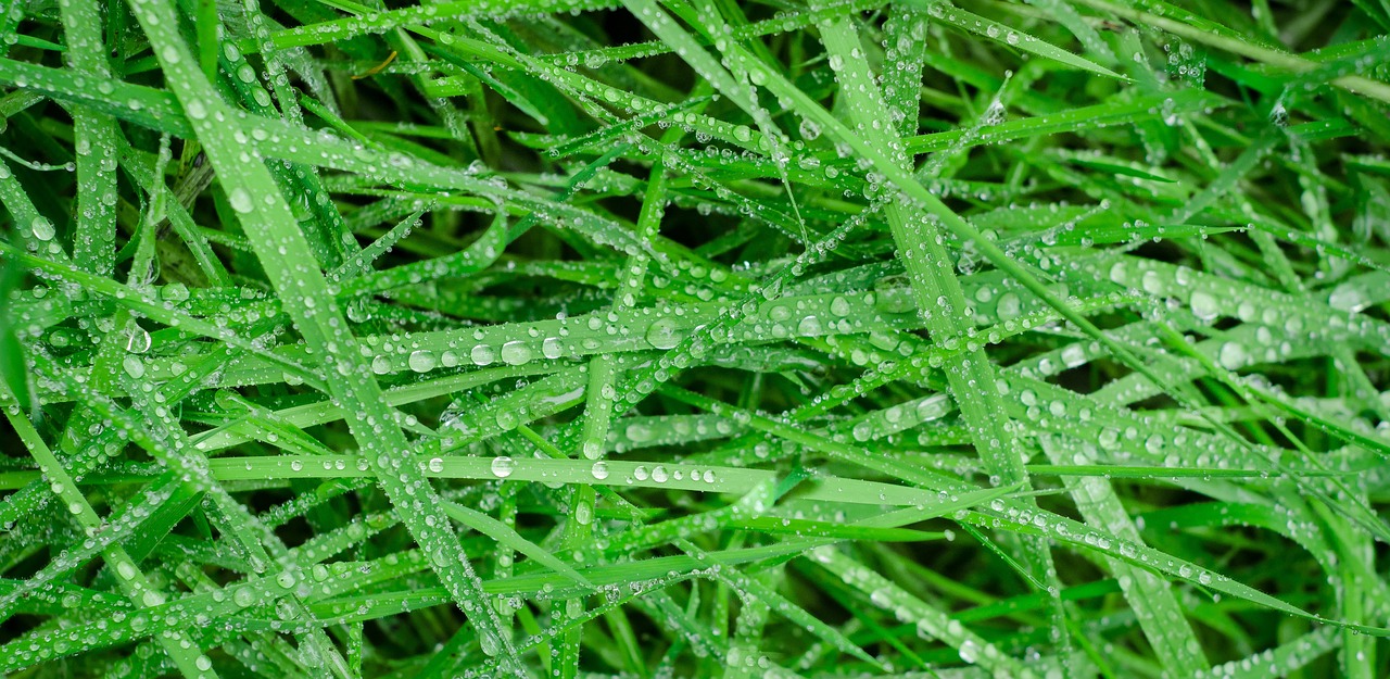 a bunch of green grass covered in water droplets, avatar image, high quality product image”