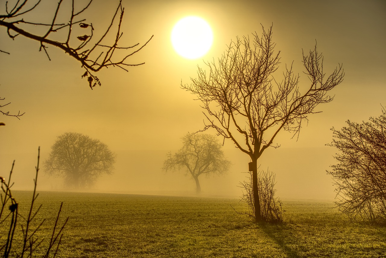 a couple of trees sitting on top of a lush green field, by Wolfgang Zelmer, shutterstock, romanticism, winter sun, yellow volumetric fog, the three suns, stock photo