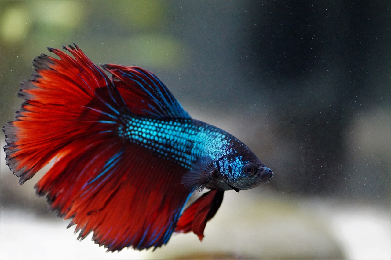 a close up of a red and blue fish, flowing mane and tail, hq 4k wallpaper, beta male, green blue red colors