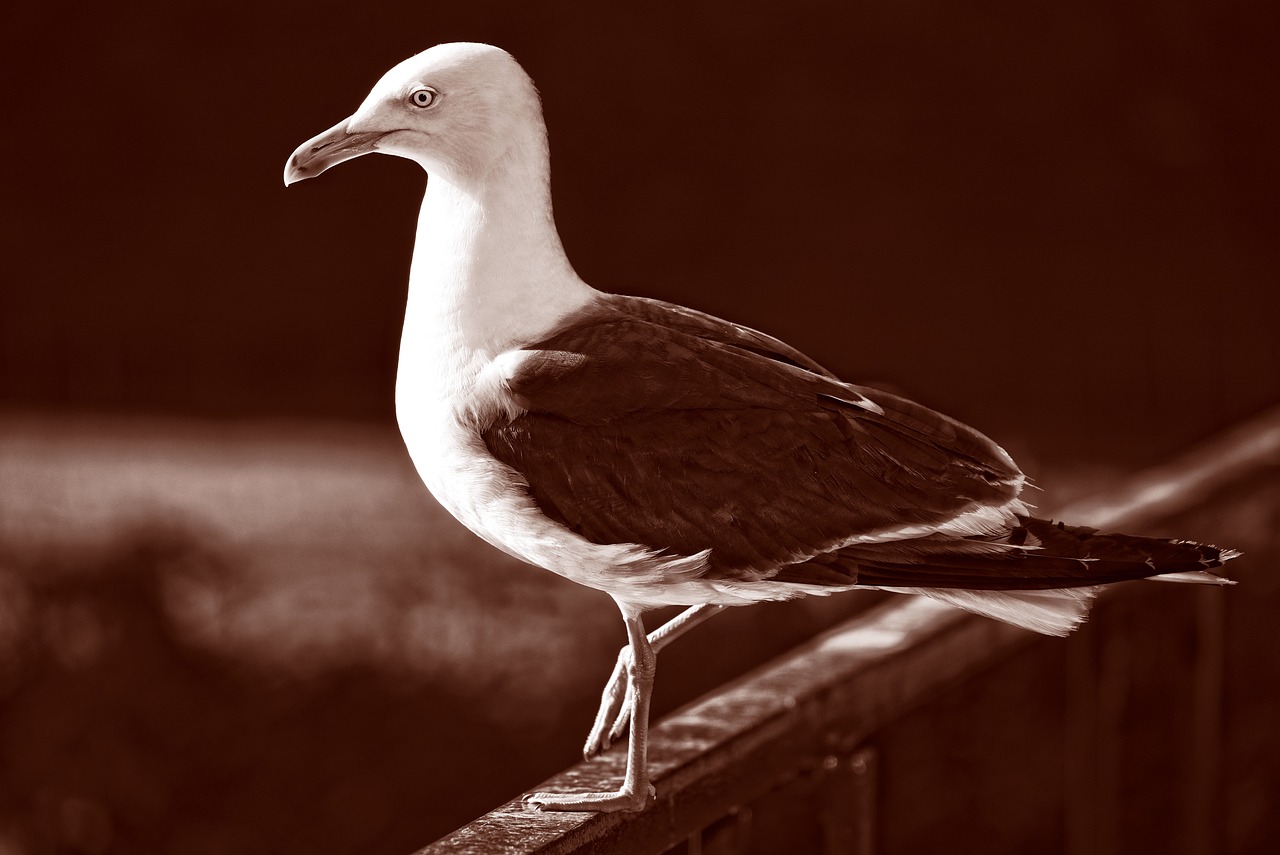 a black and white photo of a seagull standing on a railing, a black and white photo, sepia toned, modern high sharpness photo