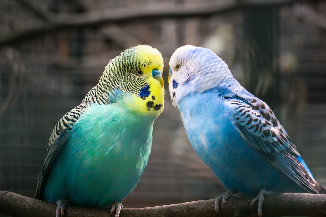 two blue and yellow parakeets sitting on a branch, a photo, shutterstock, talking, lovely kiss, cinematic shot!, ny