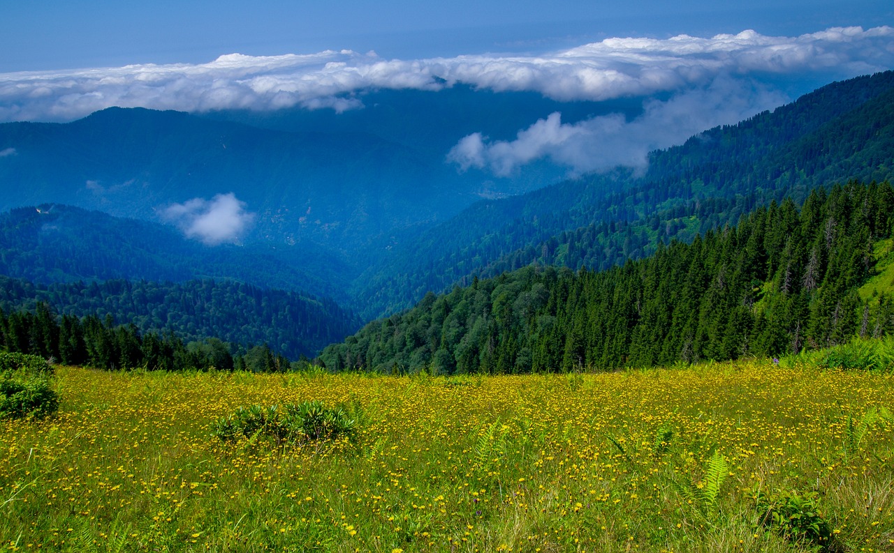 a field of yellow flowers with mountains in the background, a picture, by Aleksander Gierymski, shutterstock, lush green deep forest, above low layered clouds, very wide angle view, forest on the horizont