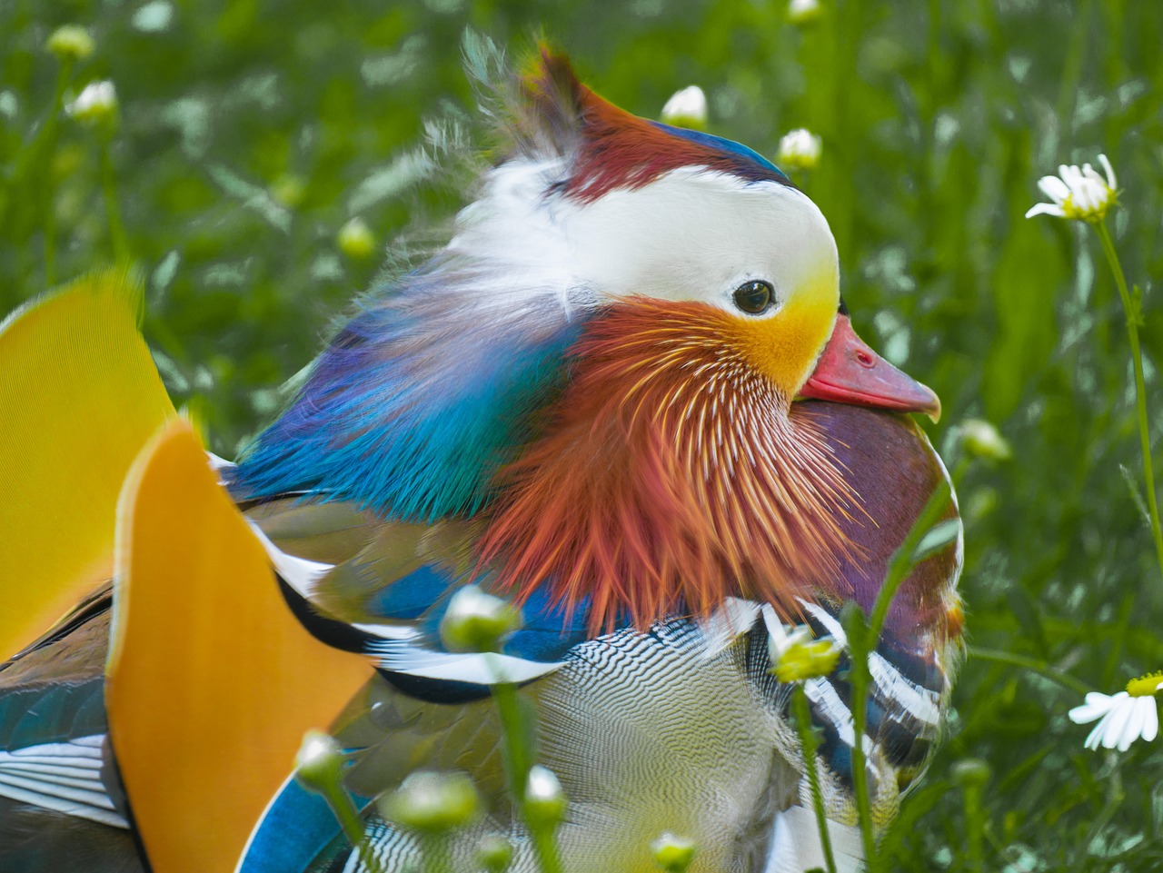 a colorful bird sitting on top of a lush green field, a portrait, by Jan Rustem, flickr, donald duck, dressed in colorful silk, full of colour 8-w 1024, jaw dropping beauty