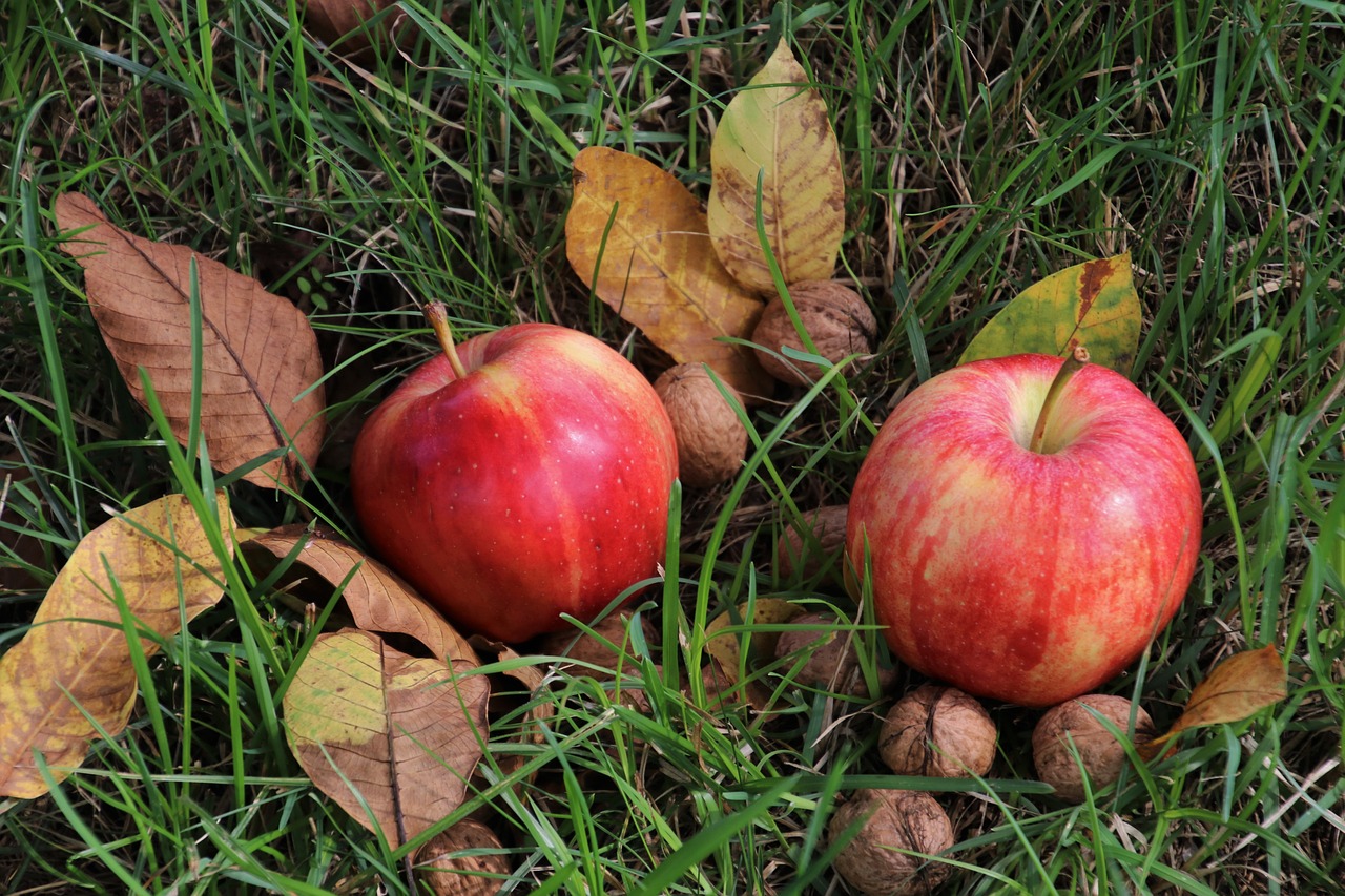 a couple of apples sitting on top of a lush green field, by Maksimilijan Vanka, in fall, walnuts, from wheaton illinois, red apple