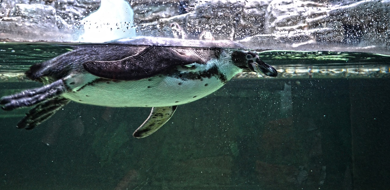 an image of a penguin swimming in the water, a photo, by Tom Carapic, flickr, show from below, shiny silver, zoo, plesiosaur