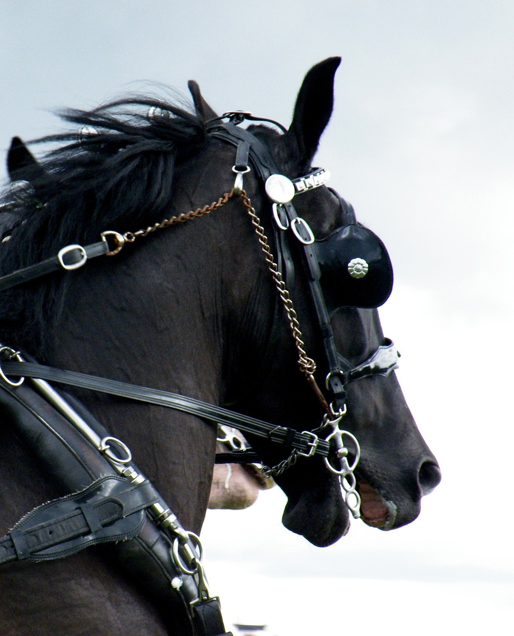 a close up of a horse wearing a bridle, by Carol Sutton, flickr, carriages with horses, black horns, steampank style, taken with a pentax1000