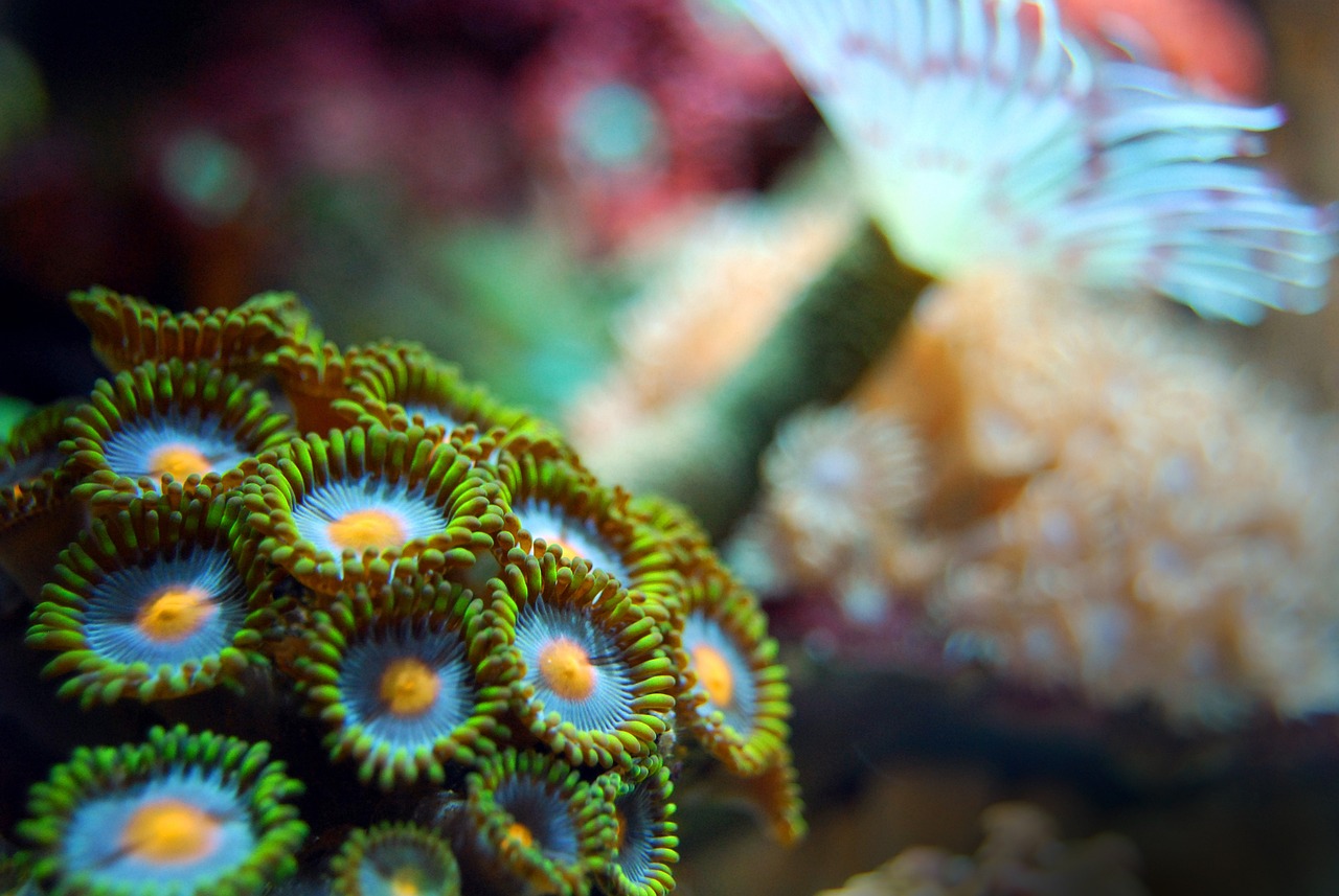 a close up of a coral with a fish in the background, a microscopic photo, romanticism, flower power, cogs, cool blue and green colors, bright vivid lighting