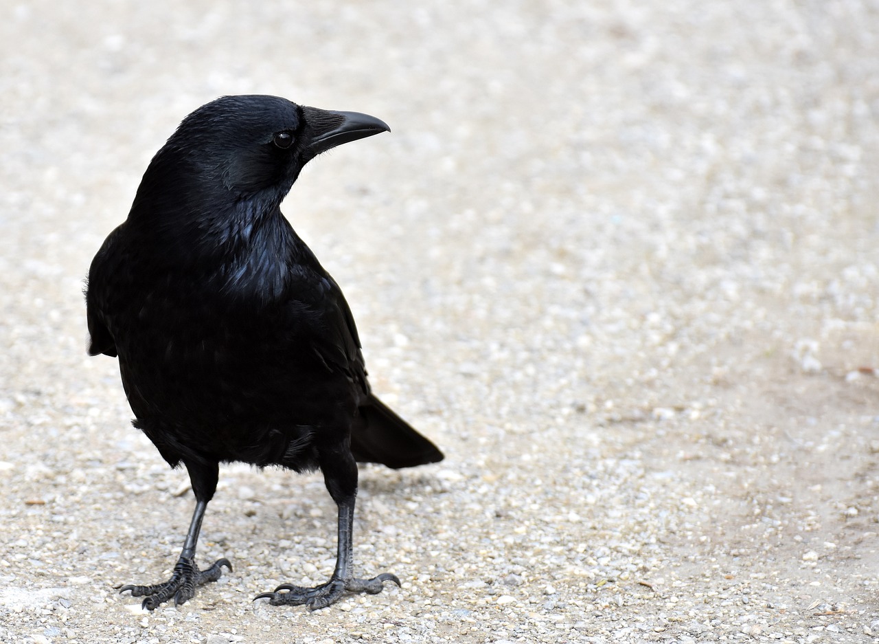 a black bird is standing on the ground, a portrait, pixabay, minimalism, raven hair, museum quality photo, with a pointed chin, full view with focus on subject