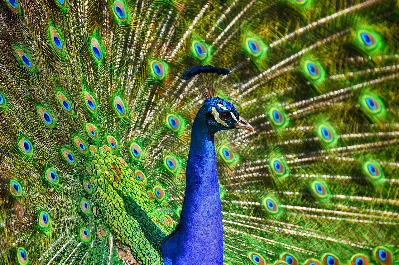 a close up of a peacock with its feathers open, a portrait, by Jan Rustem, shutterstock, vibrant realistic colors, full of colour 8-w 1024, standing triumphant and proud, glossy flecks of iridescence