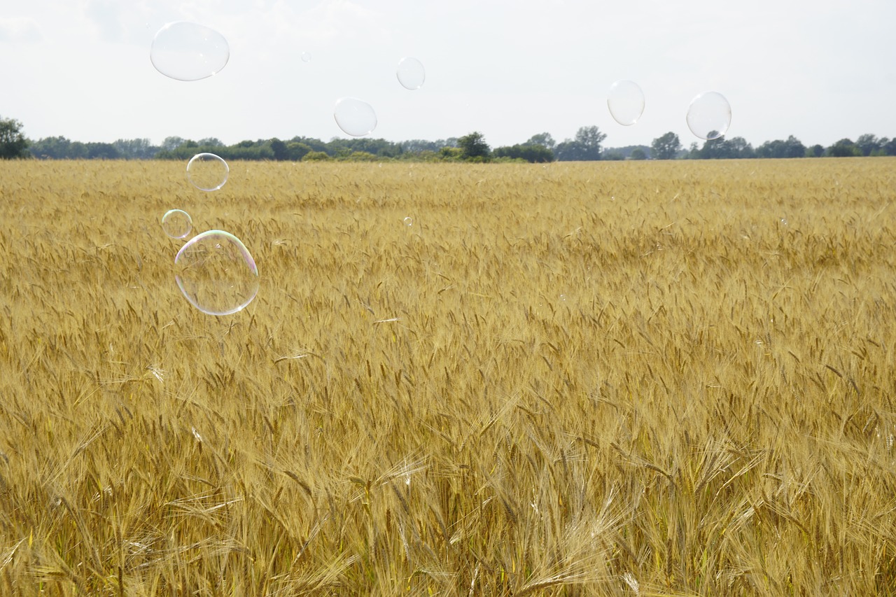 soap bubbles floating in a field of wheat, a picture, figuration libre, high res photo