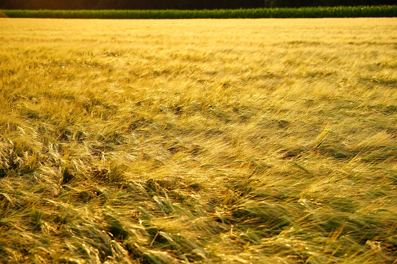 a field of wheat blowing in the wind, by Thomas Häfner, yellow fur, humid evening, farmland, grain”