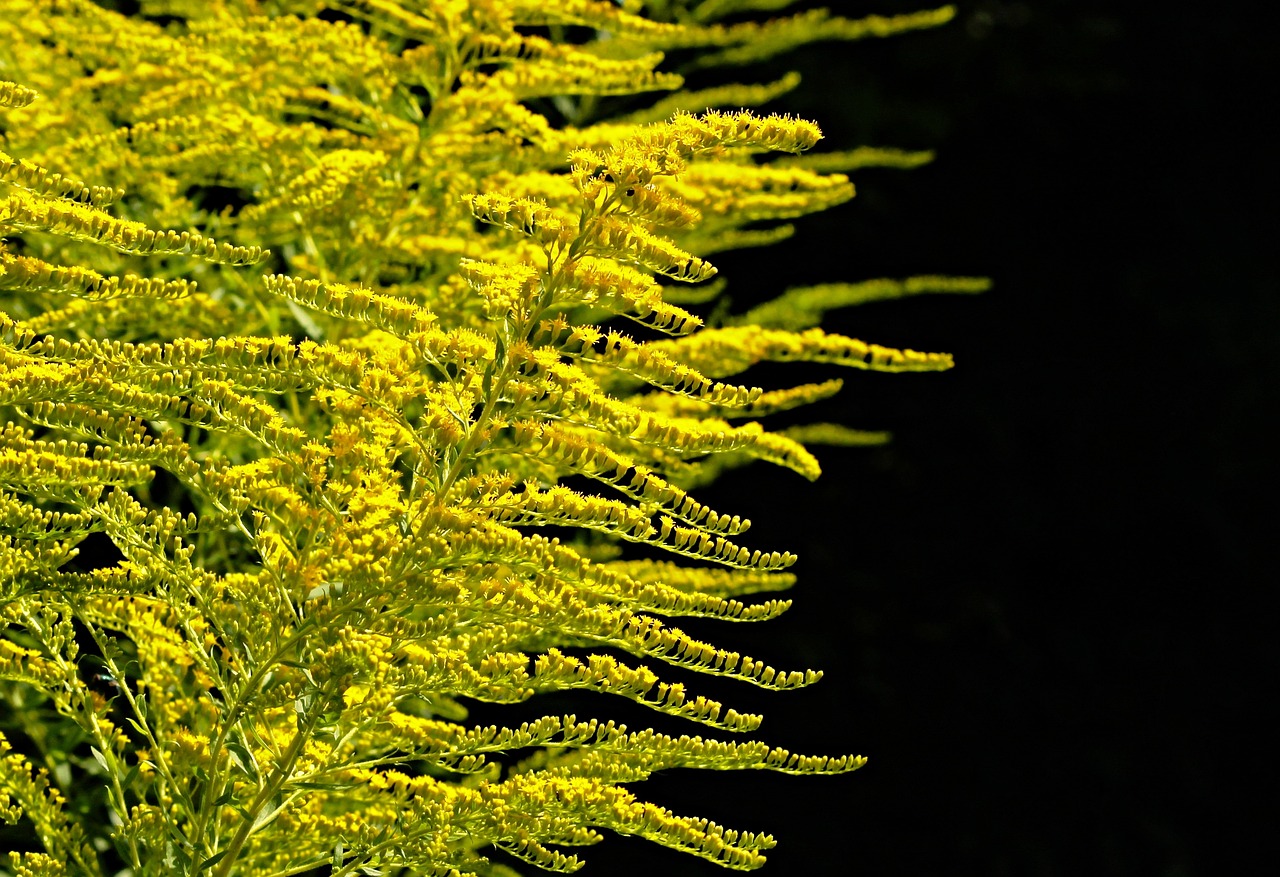 a close up of a plant with yellow flowers, by Linda Sutton, precisionism, backlit fur, wispy, interesting angle, pyromallis