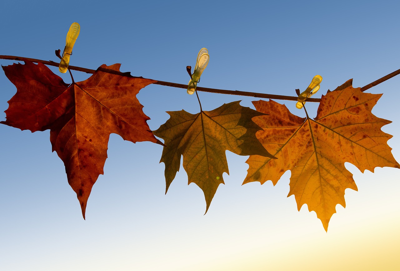 a couple of leaves that are on a branch, by Istvan Banyai, pixabay, laundry hanging, lined up horizontally, 🍂 cute, sukkot