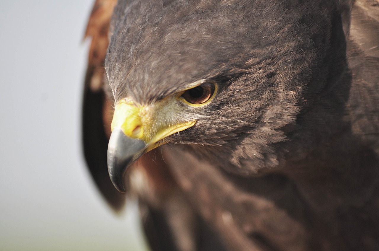 a close up of a bird of prey, by Jan Tengnagel, hurufiyya, taken with a pentax1000, worried, depth of field ”, warrior