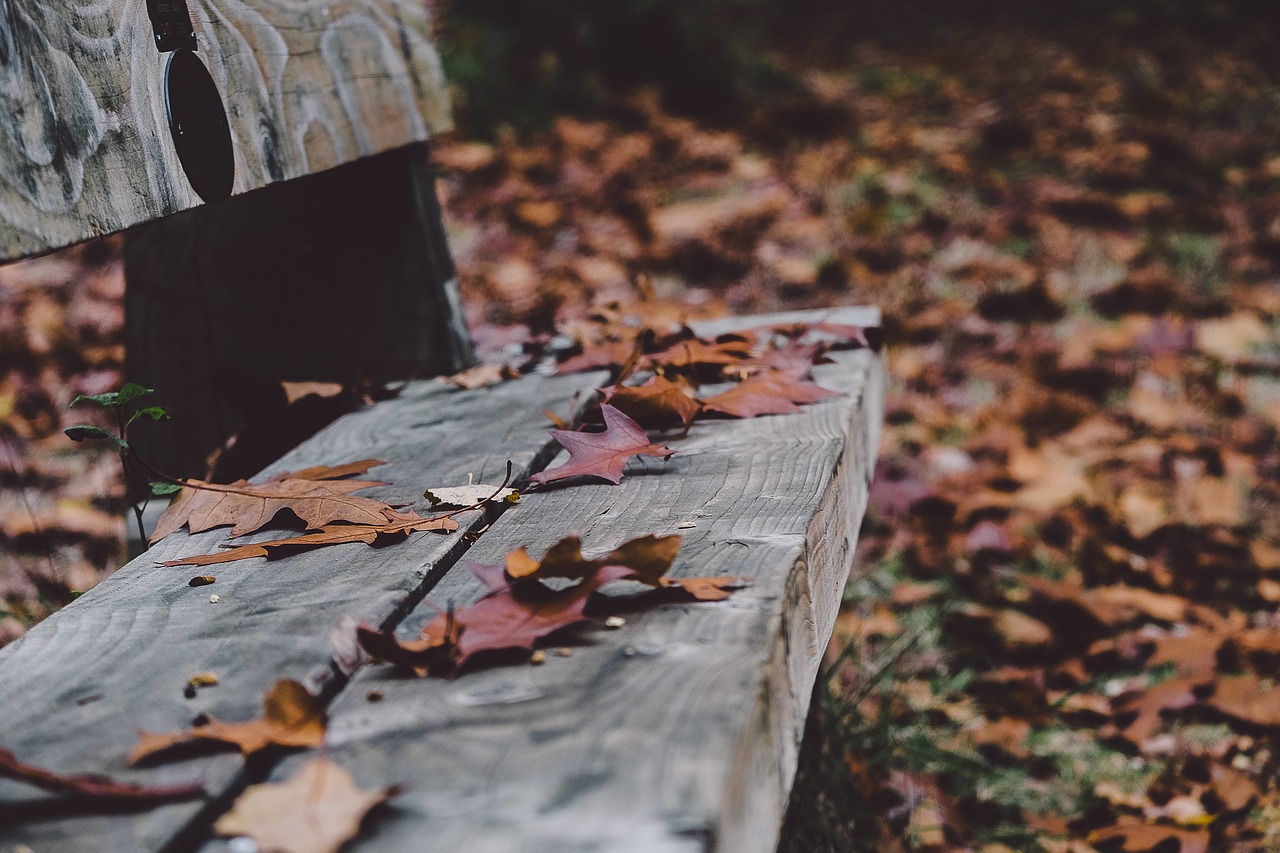 a wooden bench covered in lots of leaves, a picture, pexels, jovana rikalo, shot on 1 5 0 mm, miscellaneous objects, high quality image