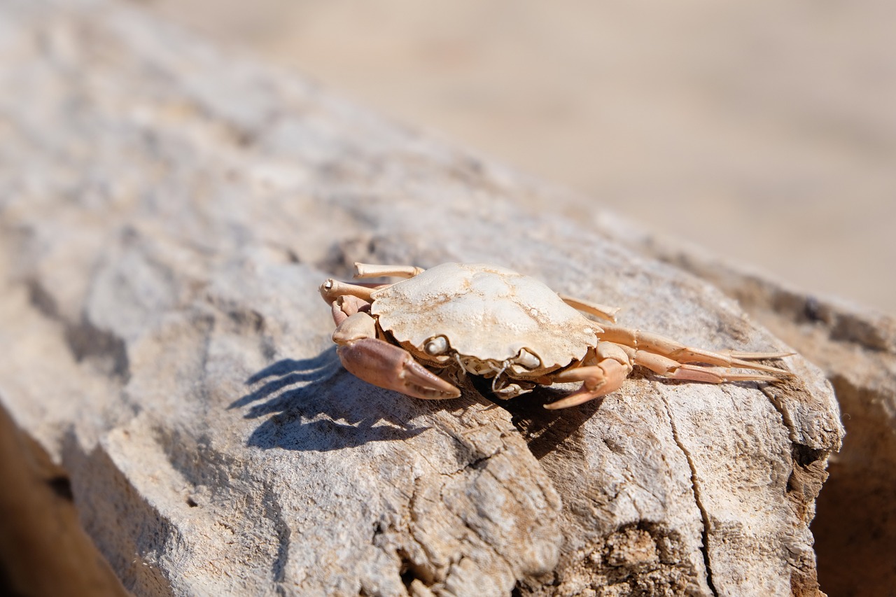 a crab sitting on top of a piece of wood, by Robert Brackman, shutterstock, high detail photo of a deserted, shade, tourist photo, stock photo