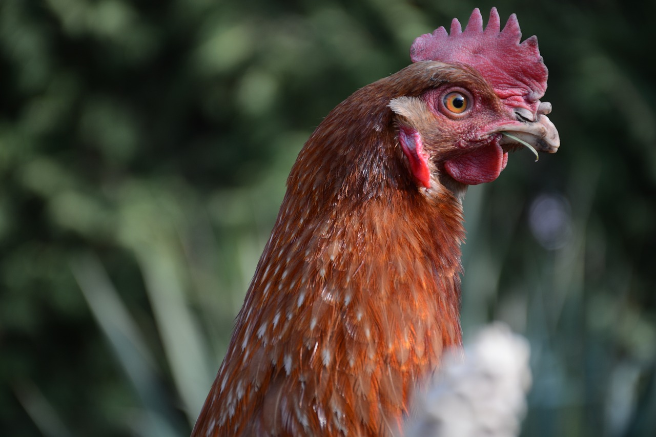 a close up of a chicken with a red comb, a portrait, by Linda Sutton, shutterstock, closeup 4k, summer morning, a tall, posing for the camera