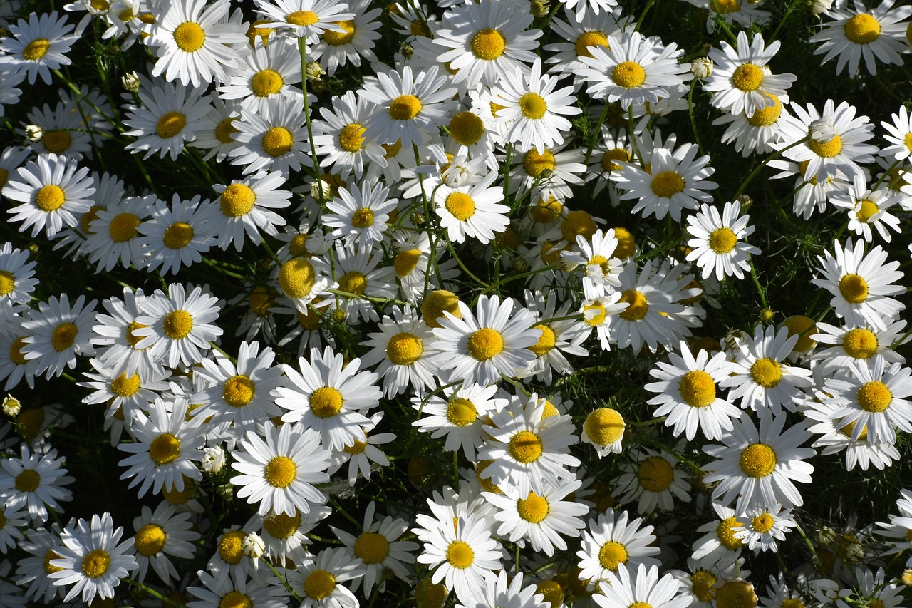 a bunch of white flowers with yellow centers, by Hans Schwarz, pixabay, garden flowers pattern, high quality detailed, flowerfield, high quality product image”