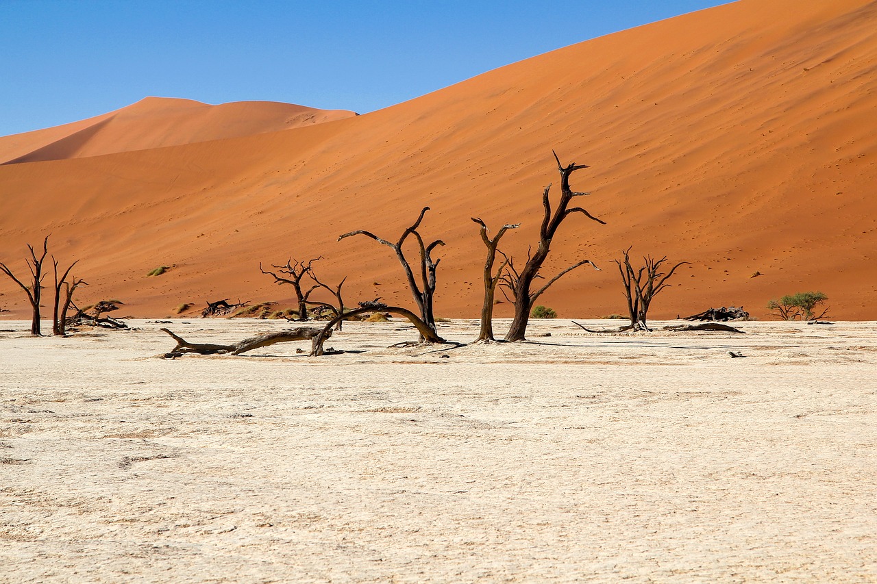 a group of dead trees sitting in the middle of a desert, a stock photo, by Erik Pevernagie, shutterstock, fine art, falling sand inside, sweet acacia trees, stock photo