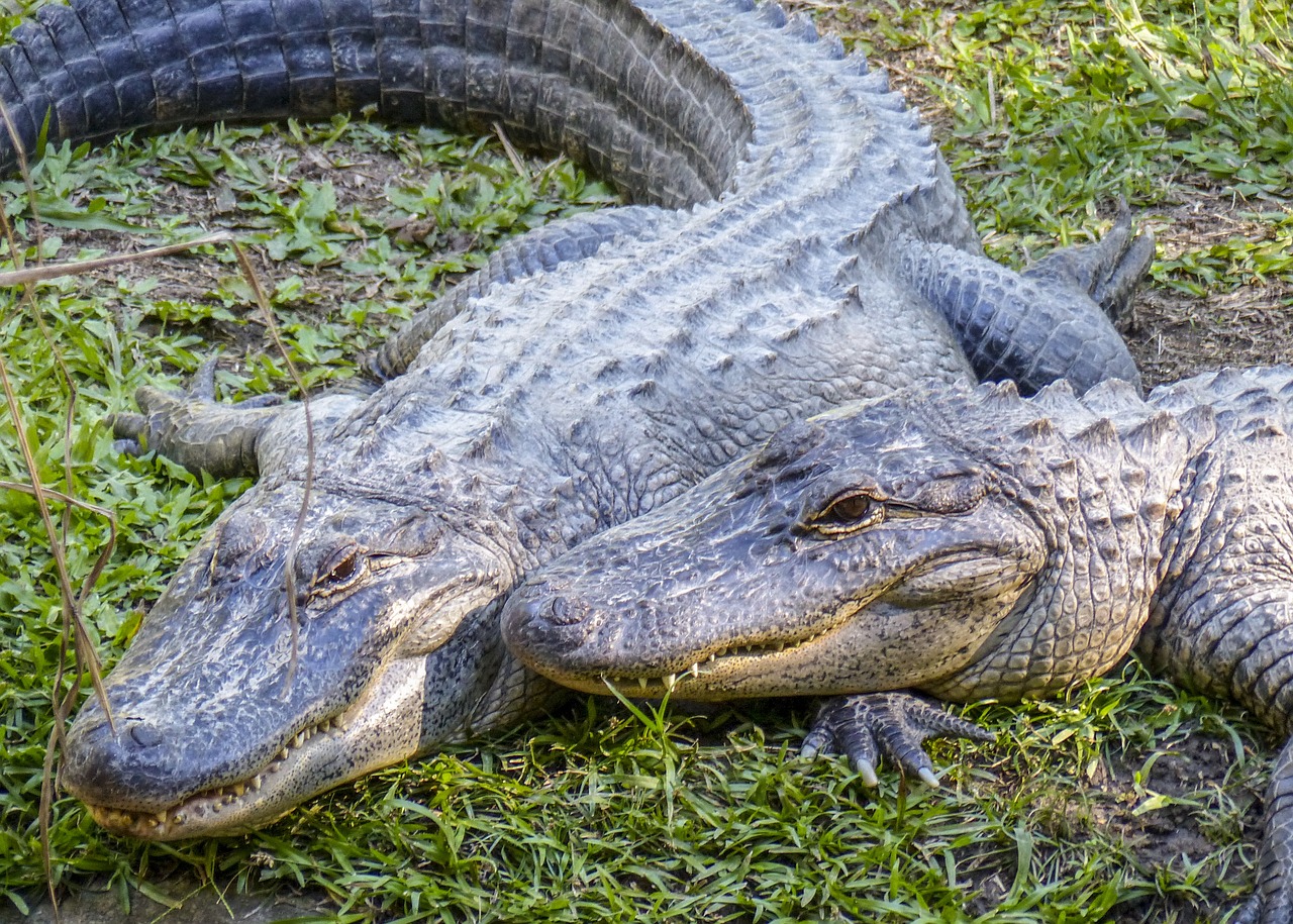 a couple of alligators that are laying in the grass, a portrait, by Lorraine Fox, shutterstock, cuddling, alabama, stock photo, fan favorite