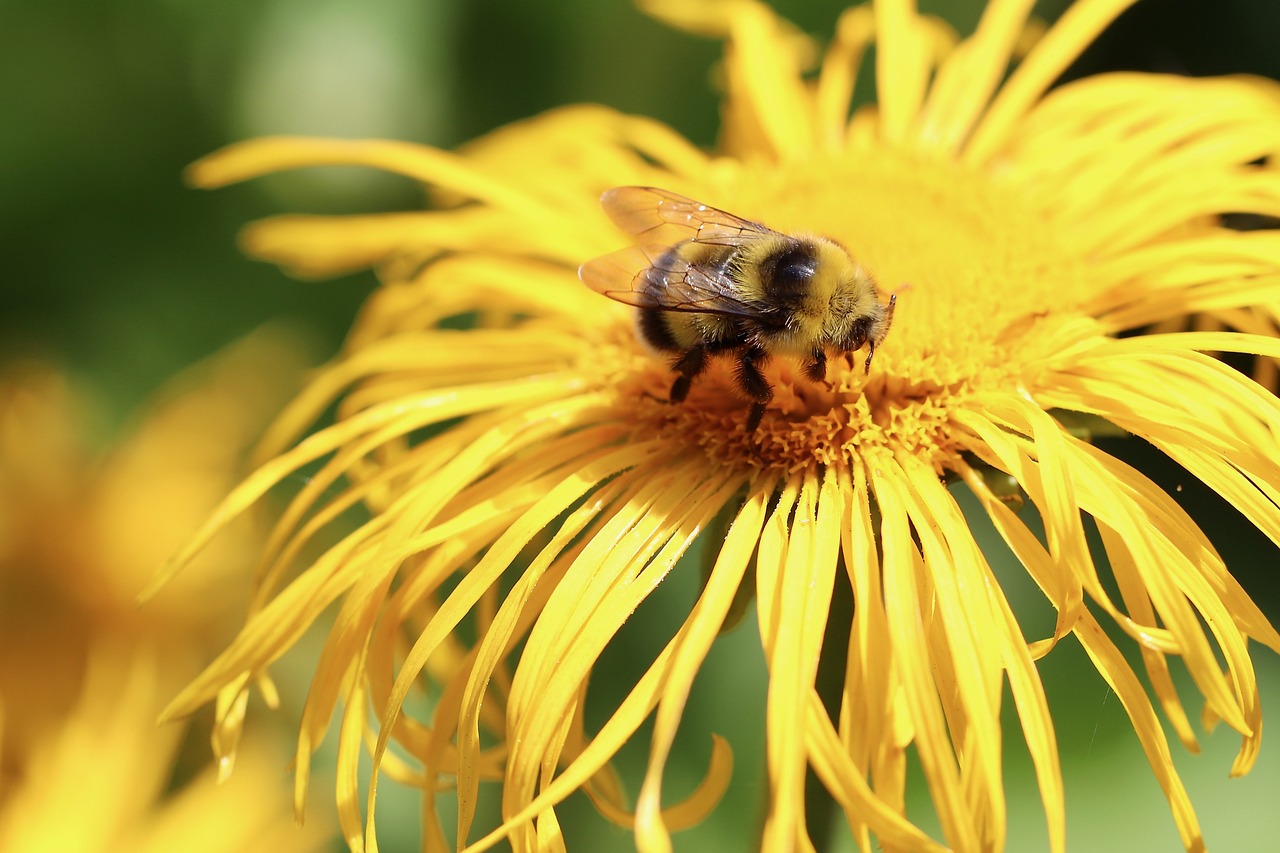 a bee sitting on top of a yellow flower, a photo, by Juergen von Huendeberg, shutterstock, stockphoto, various posed, stock photo