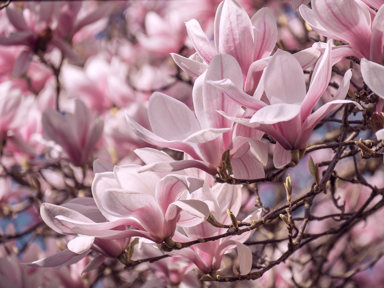 a close up of a bunch of flowers on a tree, a photo, by Harold von Schmidt, shutterstock, art nouveau, magnolia stems, heaven pink, post-processed, soft shade