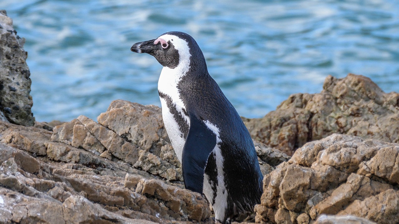 a penguin that is standing on some rocks, a portrait, by Dicky Doyle, pixabay, south african coast, very ornamented, with a white muzzle, detailed mawshot