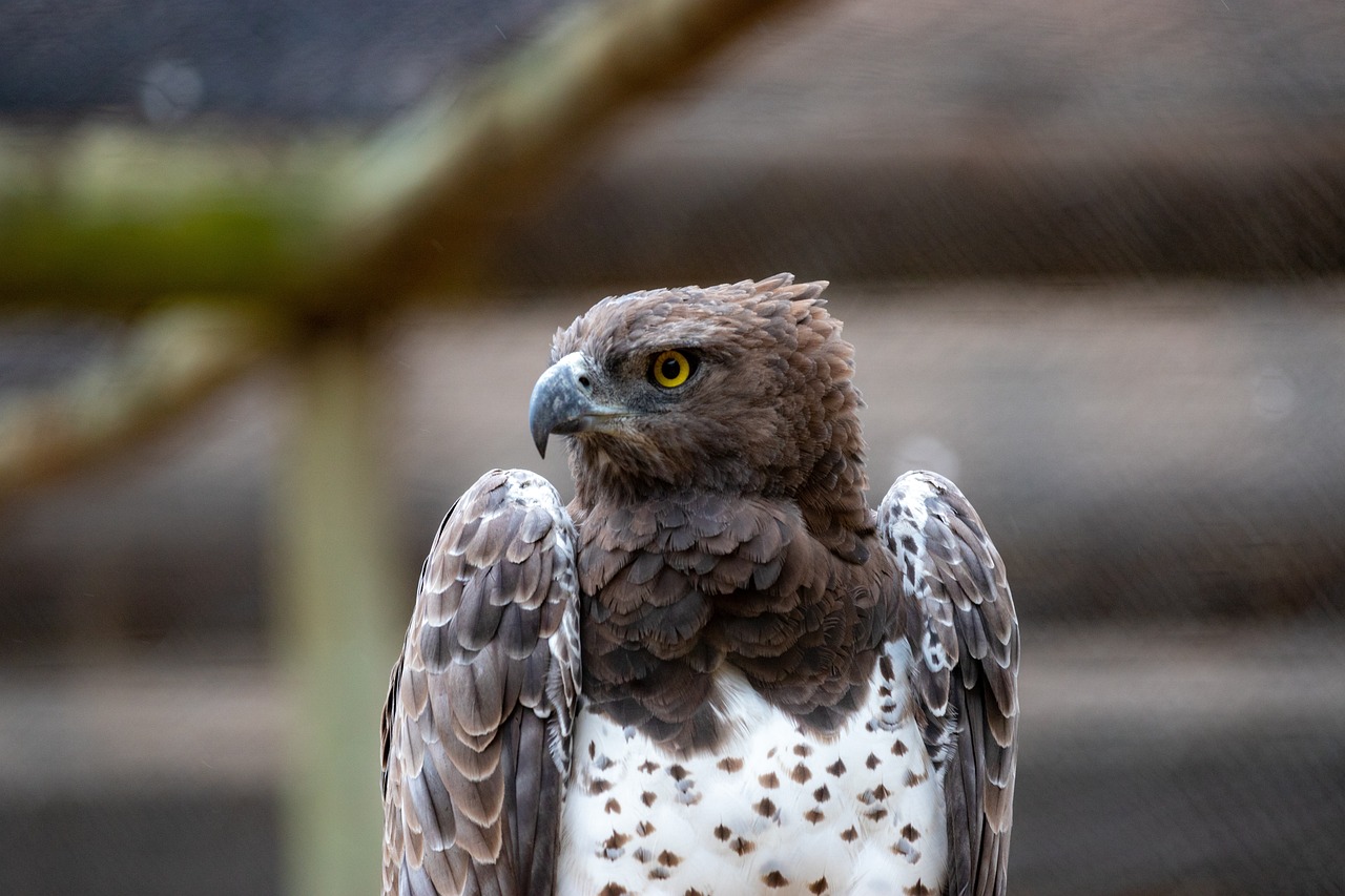 a close up of a bird of prey, hurufiyya, zoo photography, wide shot photo