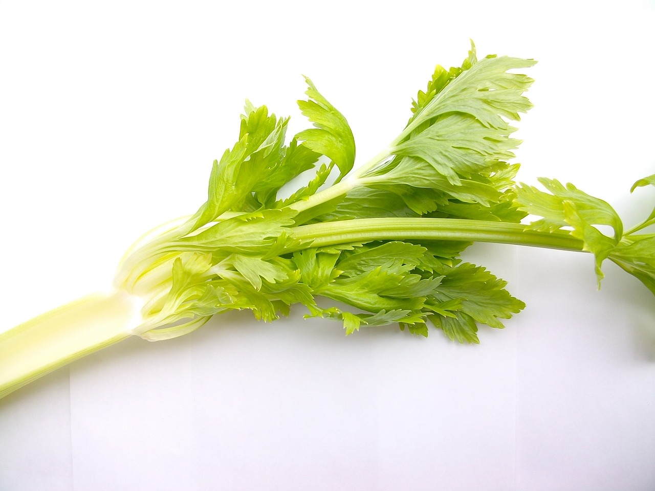a stalk of celery on a white surface, by Tadashige Ono, hurufiyya, chrysanthemum eos-1d, product introduction photo, closeup photo, clear photo