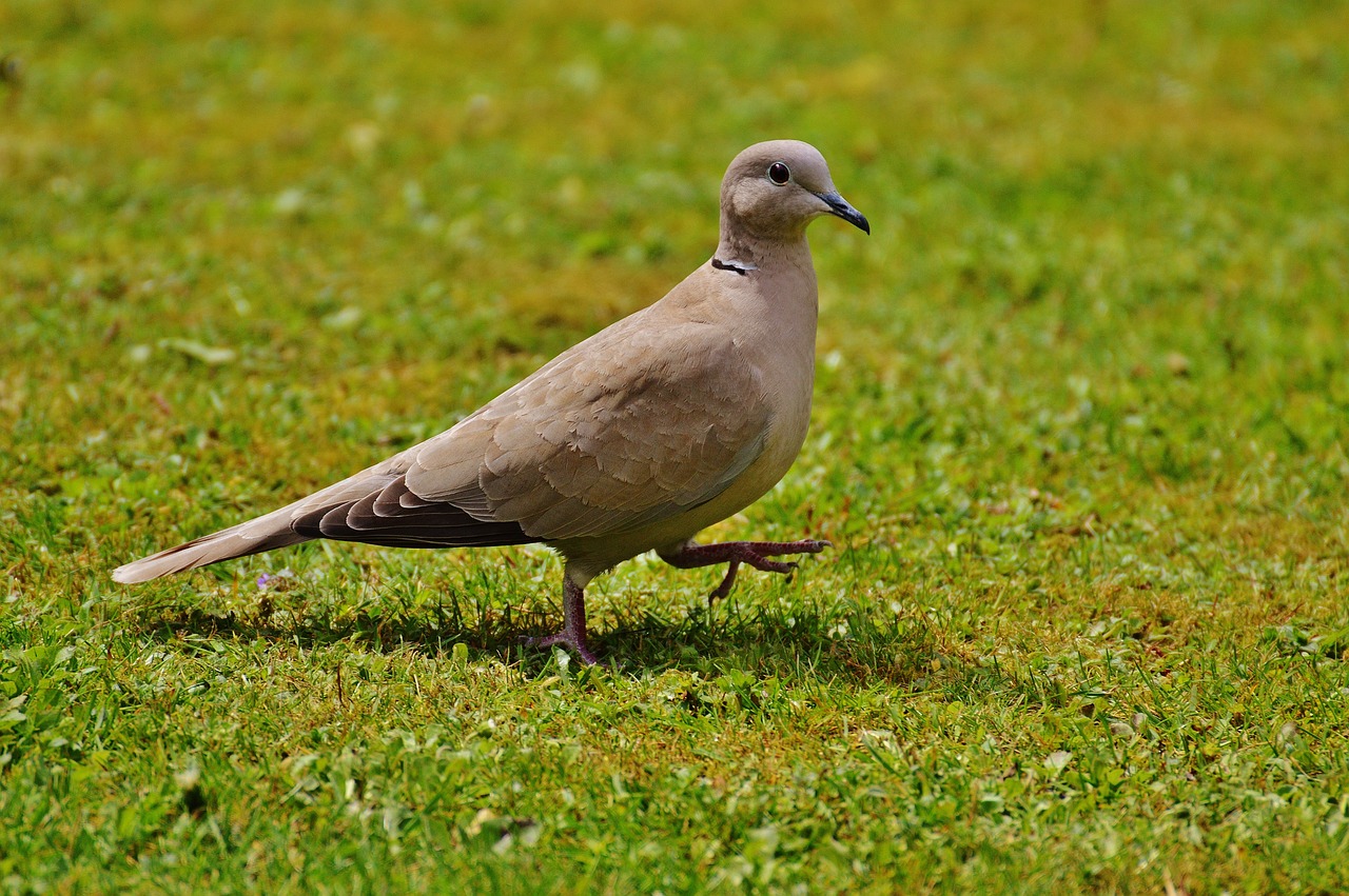 a bird that is standing in the grass, a portrait, pixabay, renaissance, dove, taupe, stretching her legs on the grass, chilean