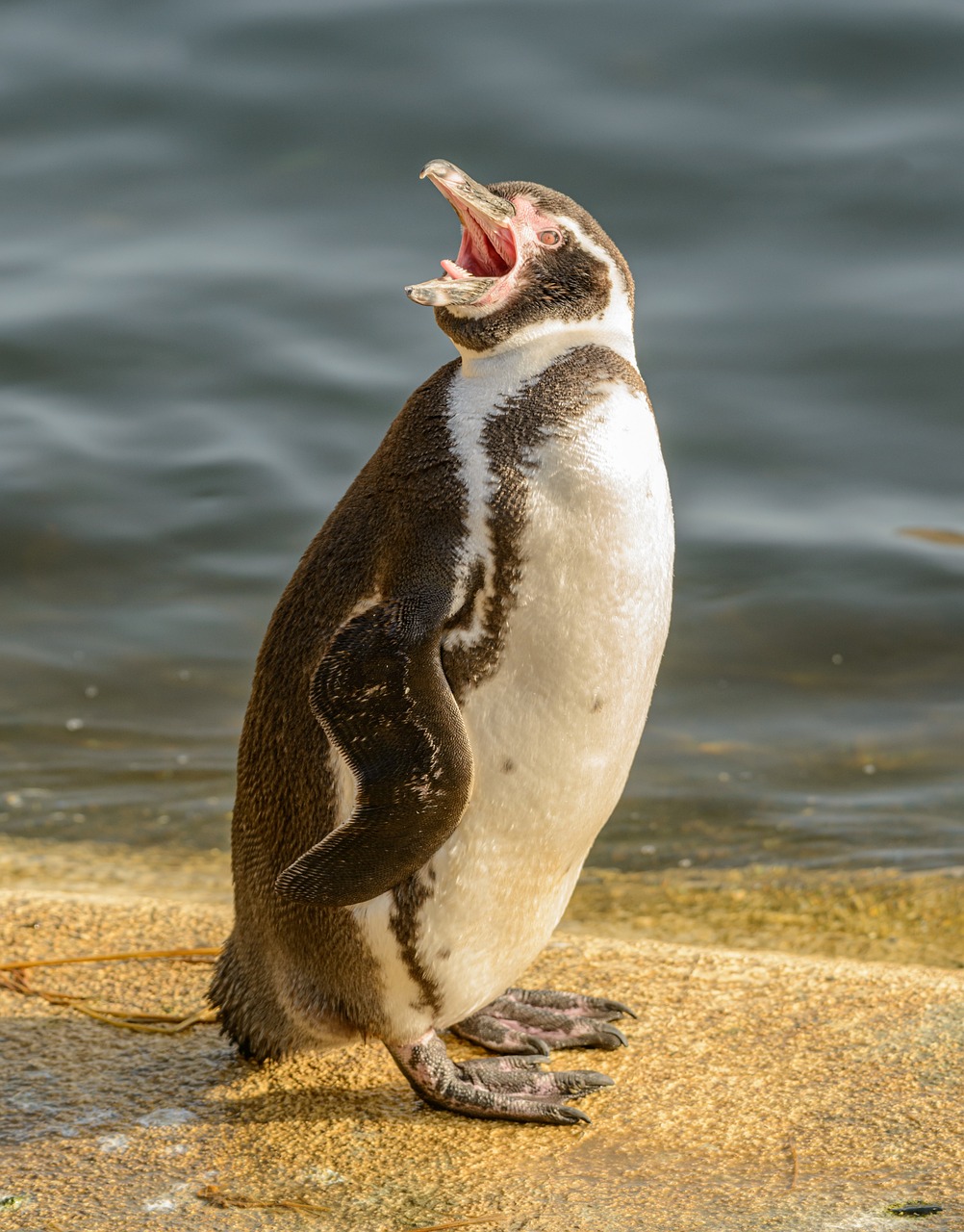 a penguin standing on top of a rock next to a body of water, a picture, by Dave Melvin, shutterstock, fine art, yawning, super detailed picture, trimmed with a white stripe, stock photo