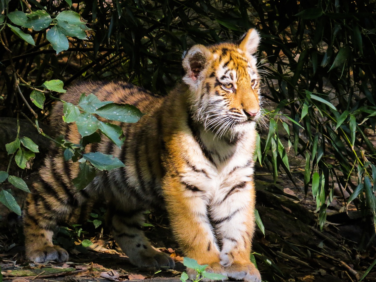 a tiger that is standing in the dirt, a portrait, shutterstock, sumatraism, cub, enjoying a stroll in the forest, in a sunbeam, museum quality photo