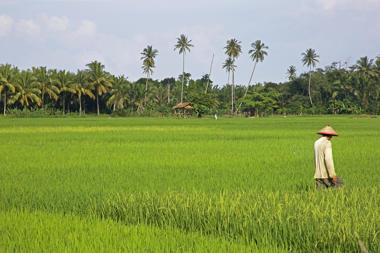a man walking through a lush green field, flickr, hurufiyya, sri lankan landscape, rice, building in the distance, wikimedia