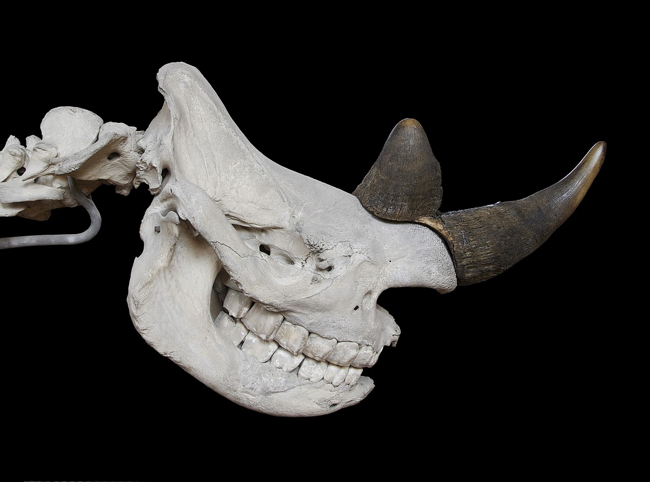 a close up of a skull with horns on a black background, by Karel Štěch, lateral view, truncated snout under visor, rhino, dissection of happy