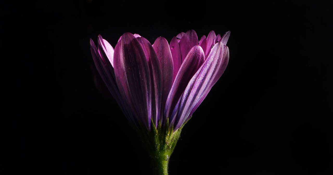 a close up of a purple flower on a black background, a macro photograph, back light, daisy, in style of robert mapplethorpe, various posed