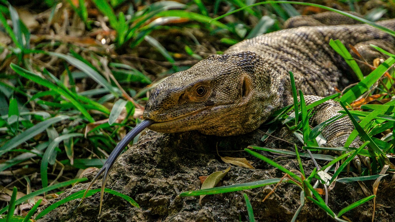a lizard sitting on top of a rock in the grass, a portrait, flickr, sumatraism, curved horned dragon!, long tongue, monitor, portrait n - 9