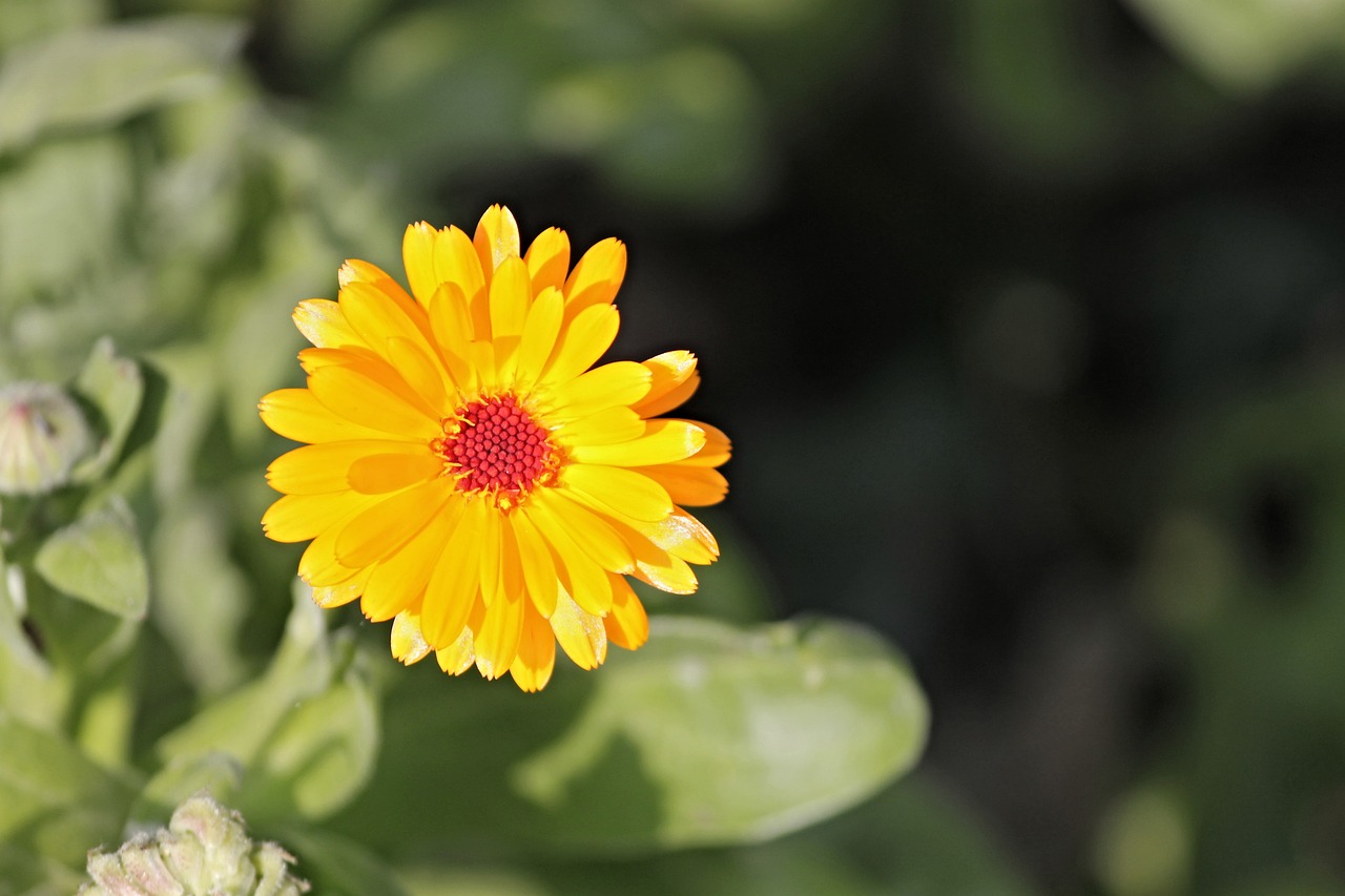 a close up of a yellow flower with green leaves, a picture, by Jan Rustem, yellow orange, daisy, some red and yellow, sun dappled