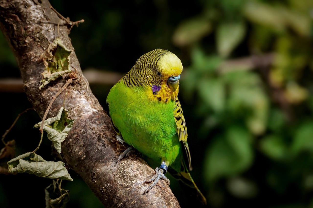 a green bird sitting on top of a tree branch, a portrait, by Peter Churcher, shutterstock, baroque, speckled, yellow and greens, australian, innocent look. rich vivid colors