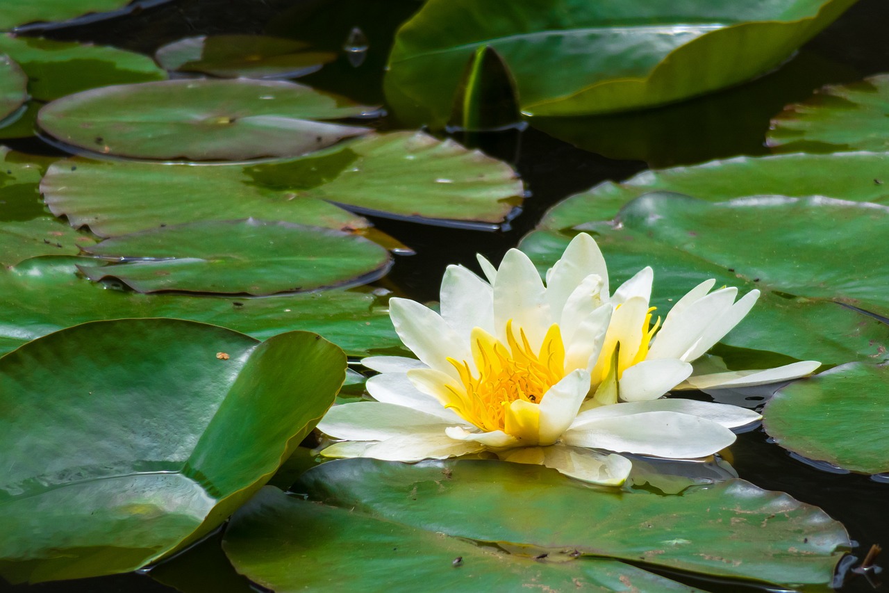 a white flower sitting on top of a green leaf covered pond, a portrait, green and yellow colors, lily frank, powerful detail, 1128x191 resolution