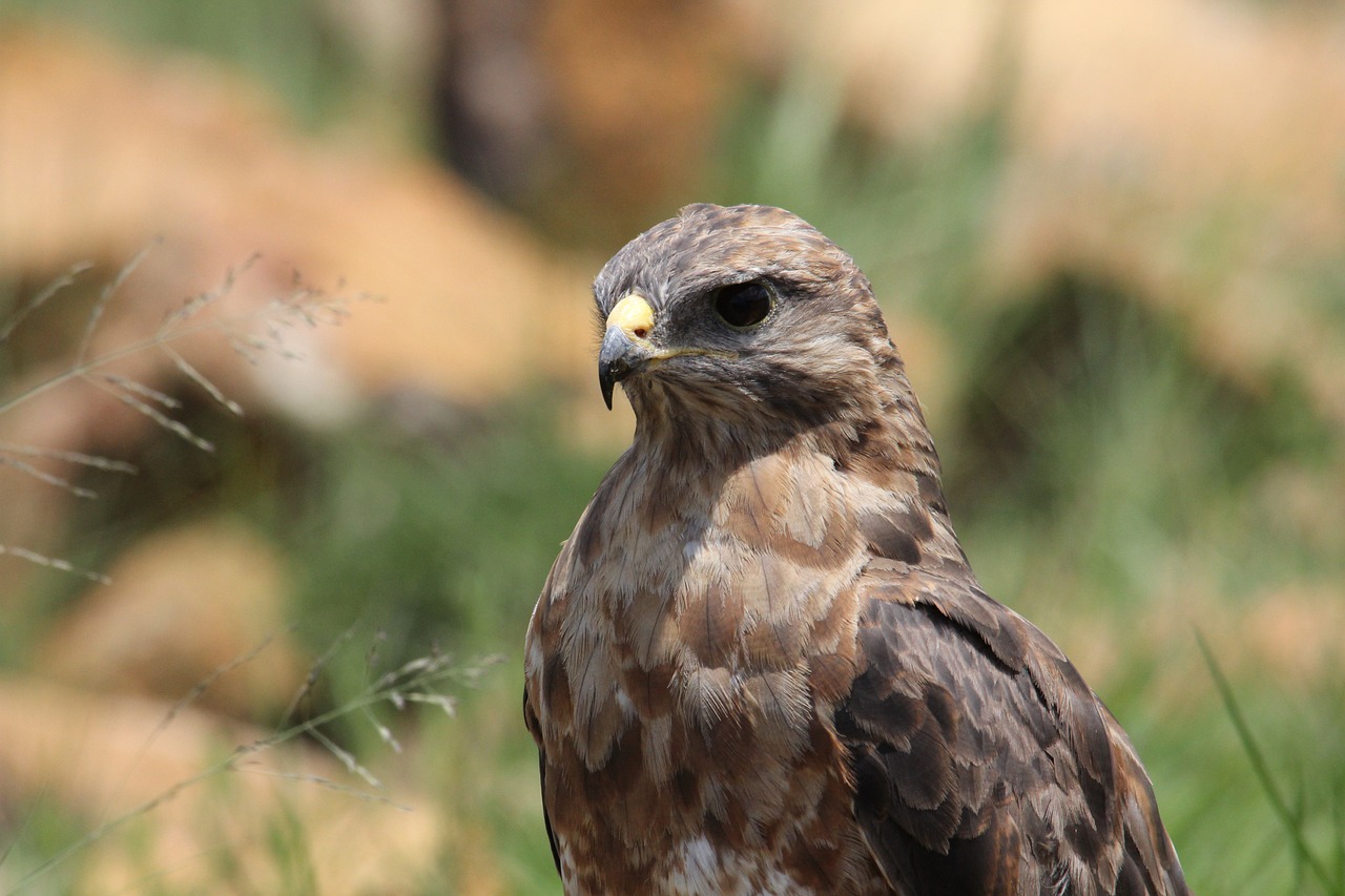 a bird that is standing in the grass, a portrait, hurufiyya, hawk, portait photo