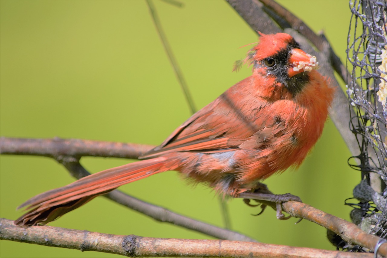 a red bird sitting on top of a tree branch, a portrait, by Larry D. Alexander, flickr, renaissance, the straw is in his mouth, faded red colors, photograph credit: ap, stock photo