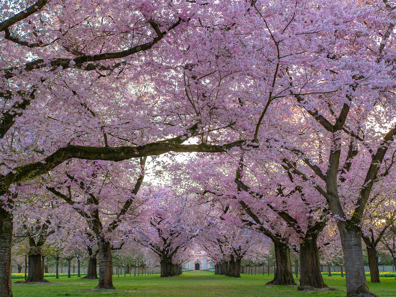 a park filled with lots of pink trees, by Neil Blevins, award winning landscape photo, cherry blosom trees, endless hallways, goddess of spring