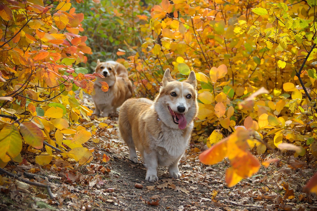 a couple of dogs that are standing in the dirt, a portrait, by Maksimilijan Vanka, shutterstock, colorful leaves, corgi, walking through the trees, [ realistic photo ]!!