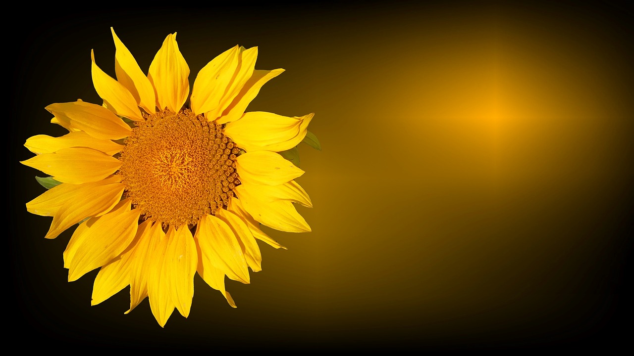 a close up of a sunflower on a black background, pixabay, minimalism, sunbeams. digital illustration, full view blank background, from the side, golden background with flowers