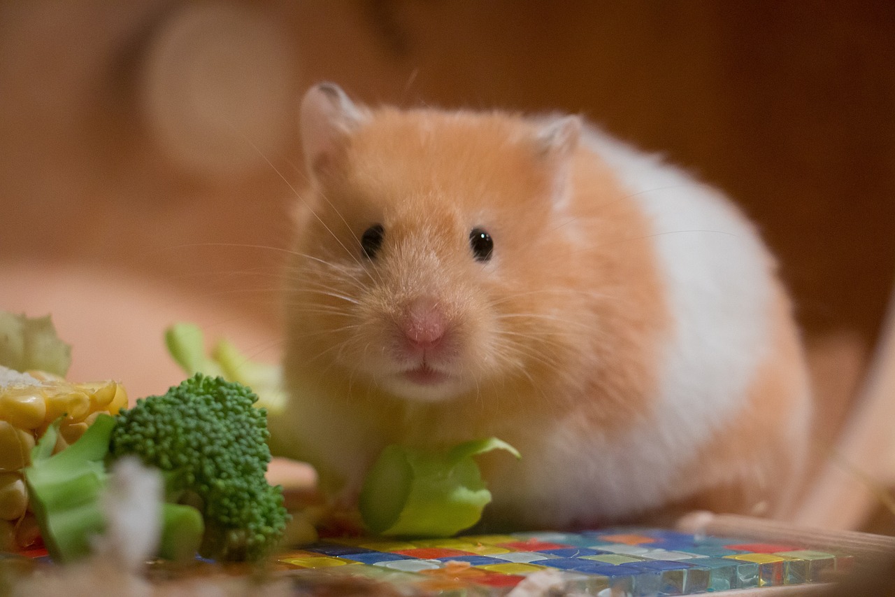 a hamster eating broccoli on a table, a macro photograph, flickr, closeup photo