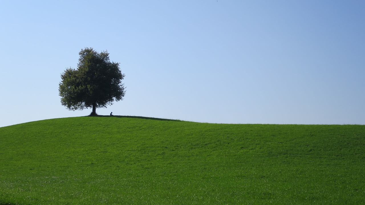 a lone tree sitting on top of a green hill, a picture, figuration libre, people resting on the grass, distant photo, on a soccer field, mid shot photo