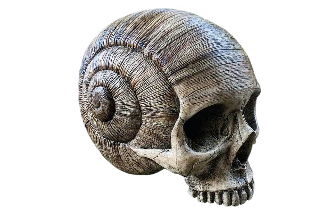a close up of a skull on a black background, a surrealist sculpture, inspired by Muirhead Bone, new sculpture, snail shell, digital art - w 640, wood art, profile pic